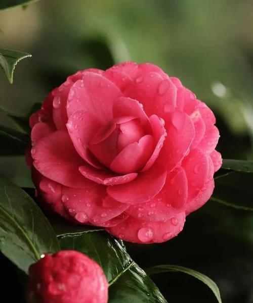 山茶花的美丽与坚强（以山茶花暗示的生命力与希望）