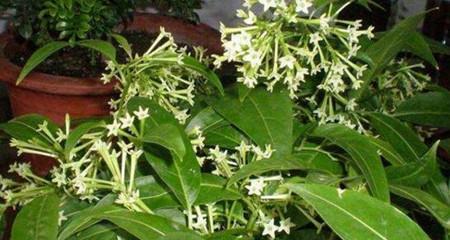 夜来香移栽的最佳时间是什么时候？移栽后如何护理？