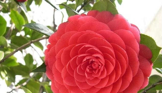 山茶花的美丽与坚强（以山茶花暗示的生命力与希望）