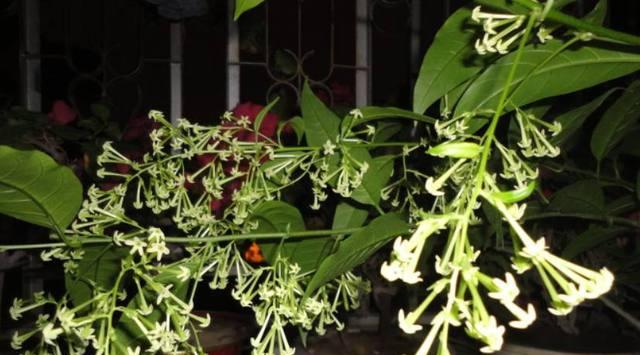 夜来香移栽的最佳时间是什么时候？移栽后如何护理？