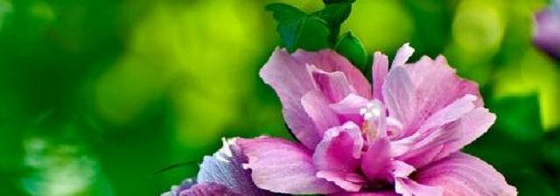 植物分株繁殖（探索植物分株繁殖的奥秘）