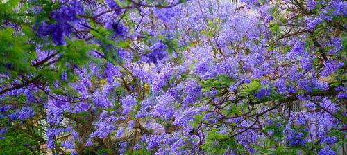 蓝花楹多久开花一次？如何正确养护以促进开花？