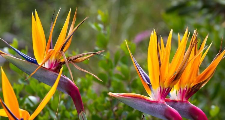 植物分株繁殖（探索植物分株繁殖的奥秘）