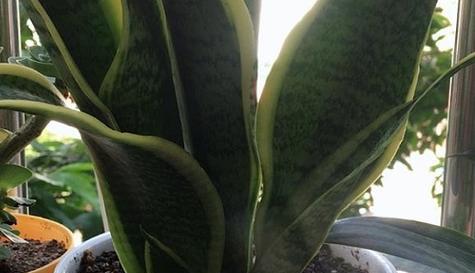 虎皮兰多久浇水一次?如何正确养护虎皮兰? 虎皮兰多久浇水一次?如何正确养护虎皮兰?