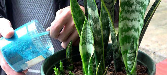 虎皮兰多久浇水一次?如何正确养护虎皮兰? 虎皮兰多久浇水一次?如何正确养护虎皮兰?