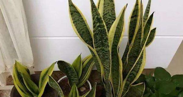 虎皮兰多久浇水一次?如何正确养护虎皮兰? 虎皮兰多久浇水一次?如何正确养护虎皮兰?