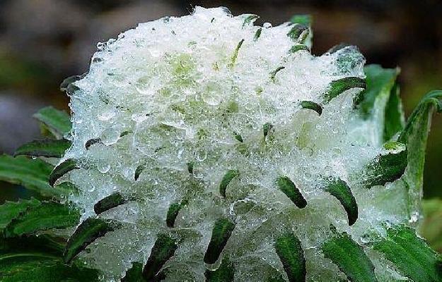 雪莲花(雪莲花的意义及其象征性)