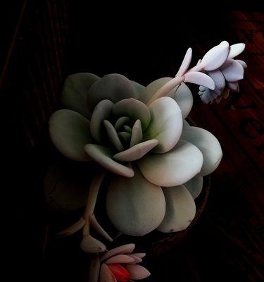 雪莲花（雪莲花的意义及其象征性）