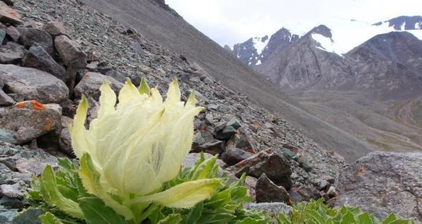 雪莲花（雪莲花的意义及其象征性）