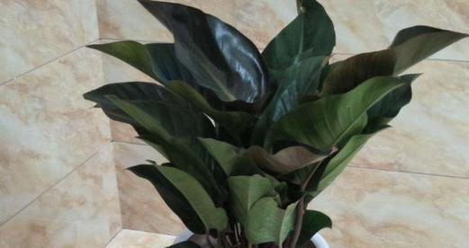 金钻植物晒太阳需要注意什么？晒太阳对金钻的影响是什么？