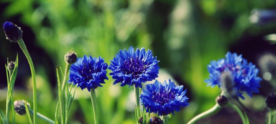 蓝色矢车菊的花语（传递忠诚与希望的神奇花朵）