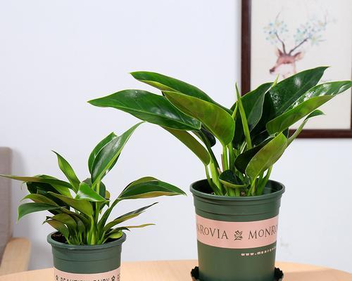 金钻植物晒太阳需要注意什么？晒太阳对金钻的影响是什么？