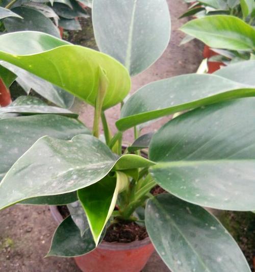 金钻植物晒太阳需要注意什么？晒太阳对金钻的影响是什么？