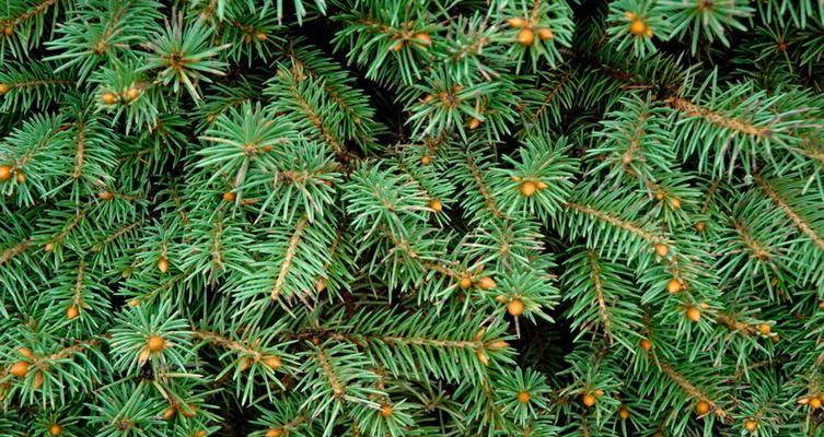 云杉的寓意与养殖方法（了解云杉的象征意义与养殖技巧）