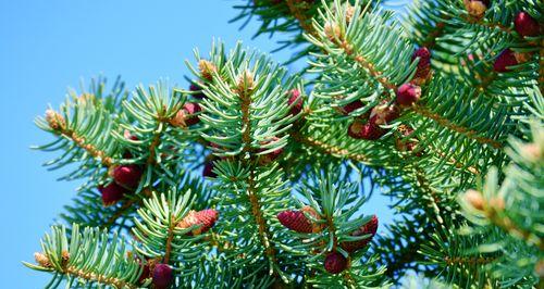 云杉的寓意与养殖方法（了解云杉的象征意义与养殖技巧）