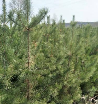 云杉的寓意与养殖方法（了解云杉的象征意义与养殖技巧）