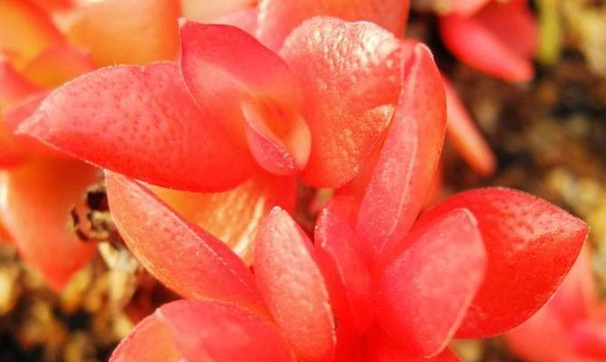 火莲草是什么样子的？如何辨别火莲草的特征？