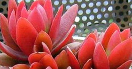 火莲草是什么样子的？如何辨别火莲草的特征？