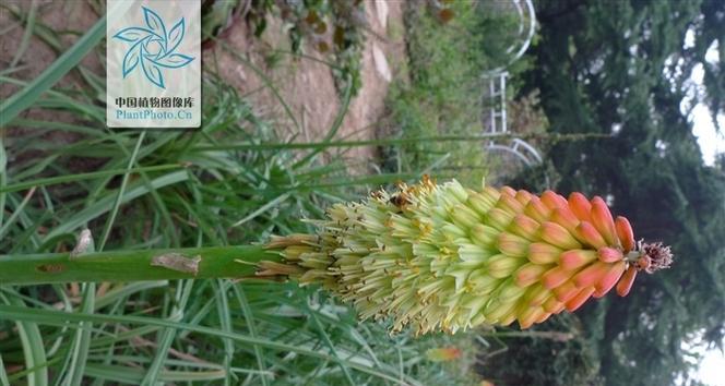 火莲草是什么样子的？如何辨别火莲草的特征？