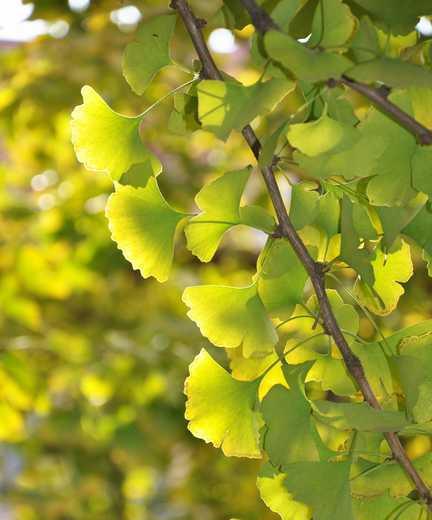 银杏的生长环境条件是什么？它有哪些独特生长特点？