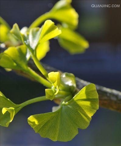 银杏的生长环境条件是什么？它有哪些独特生长特点？