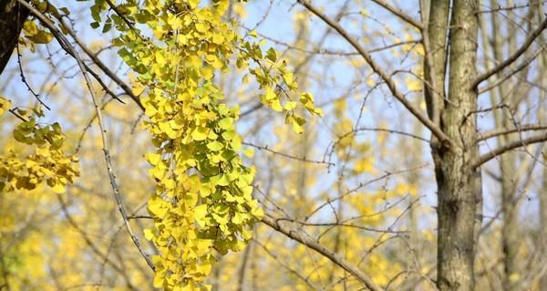 银杏的生长环境条件是什么？它有哪些独特生长特点？