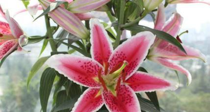 百合花的象征意义与寓意（揭开百合花的花语之谜）