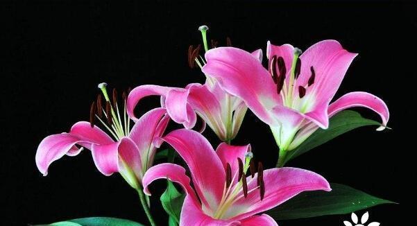 百合花的象征意义与寓意（揭开百合花的花语之谜）