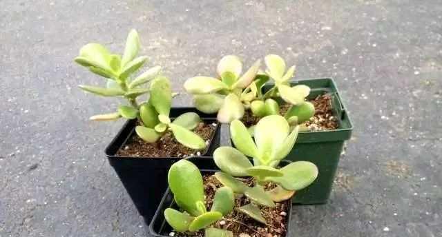 玉树扦插的成功率高吗？如何正确进行玉树扦插操作？