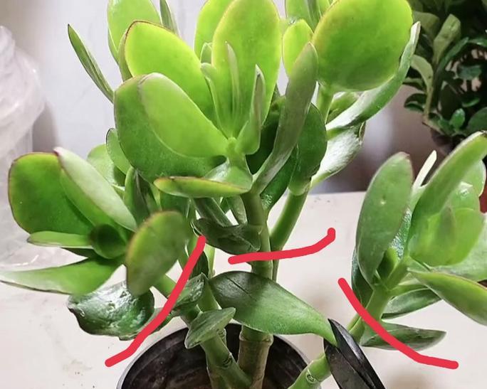 玉树扦插的成功率高吗？如何正确进行玉树扦插操作？