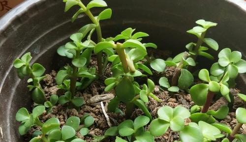 玉树扦插的成功率高吗？如何正确进行玉树扦插操作？