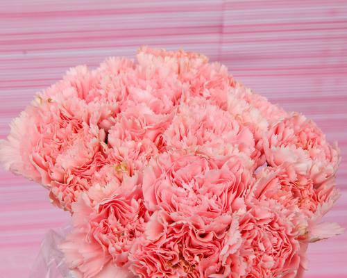 康乃馨数量的含义(以康乃馨数量代表的情感与心境) 康乃馨数量的含义(以康乃馨数量代表的情感与心境)