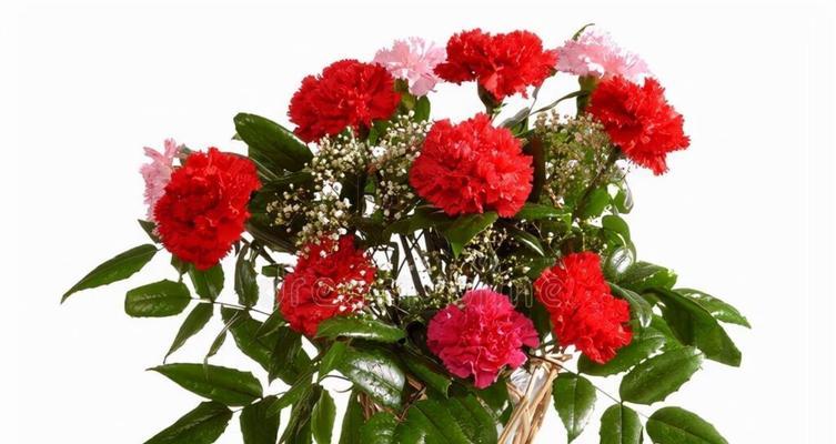 康乃馨数量的含义(以康乃馨数量代表的情感与心境) 康乃馨数量的含义(以康乃馨数量代表的情感与心境)