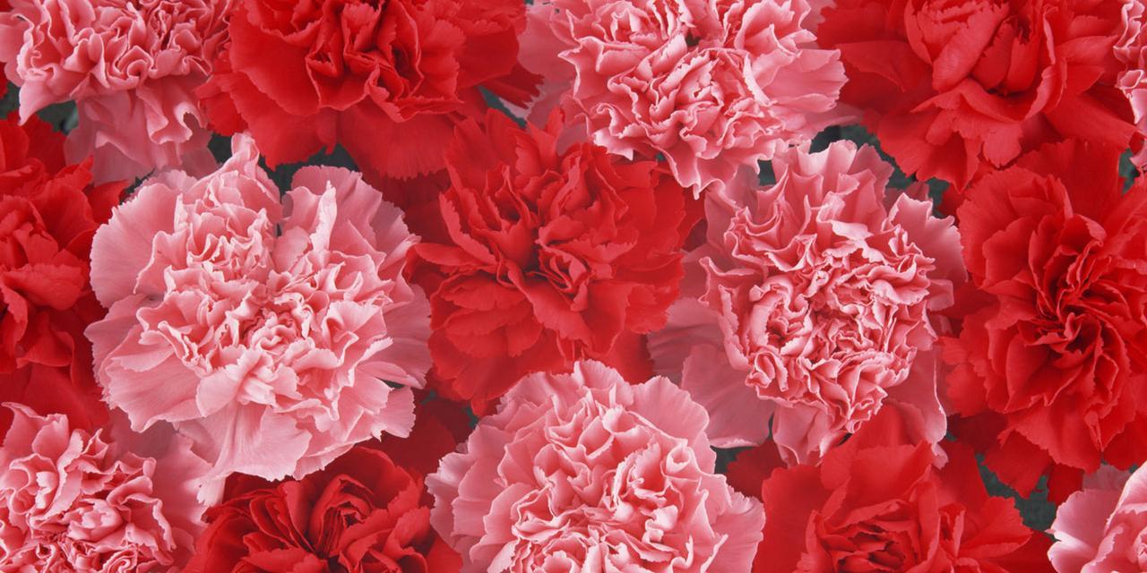 康乃馨数量的含义(以康乃馨数量代表的情感与心境) 康乃馨数量的含义(以康乃馨数量代表的情感与心境)