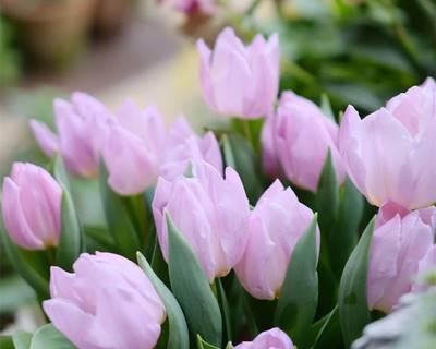 郁金香鲜花怎么水养？水养郁金香的正确步骤是什么？