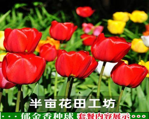 郁金香鲜花怎么水养？水养郁金香的正确步骤是什么？