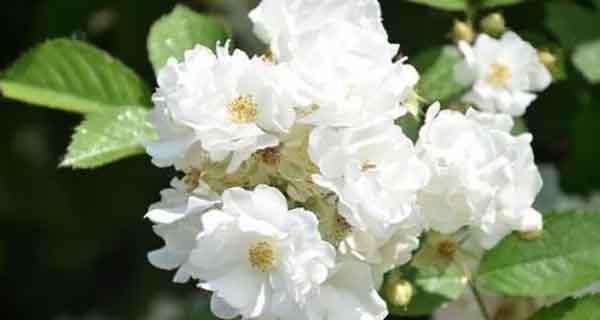 双生花的花语与寓意（探寻双生花的深层含义）