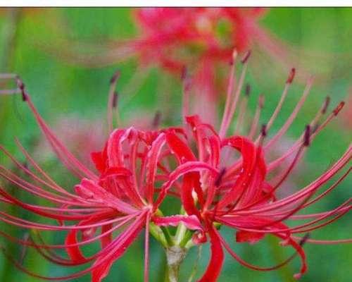 双生花的花语与寓意（探寻双生花的深层含义）