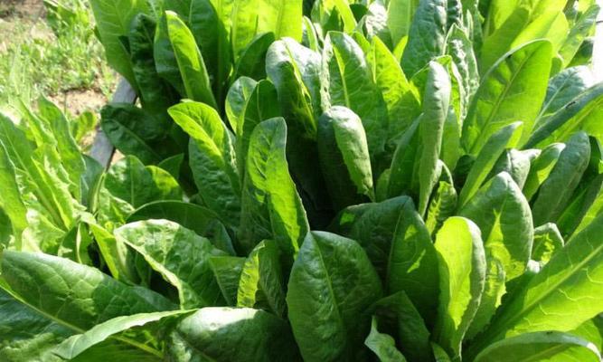 菊苣的生长周期是多长时间?如何管理以提高产量? 菊苣的生长周期是多长时间?如何管理以提高产量?