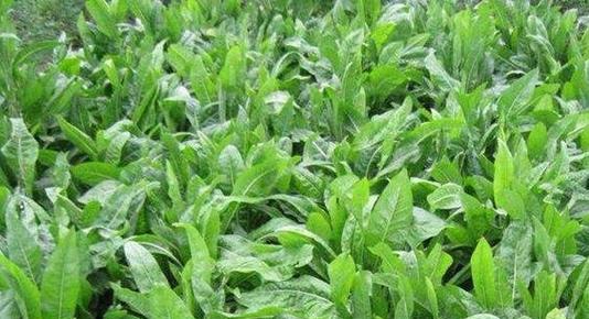 菊苣的生长周期是多长时间?如何管理以提高产量? 菊苣的生长周期是多长时间?如何管理以提高产量?