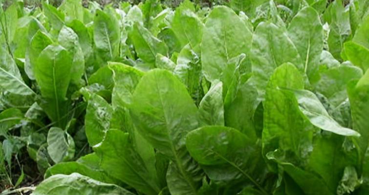 菊苣的生长周期是多长时间?如何管理以提高产量? 菊苣的生长周期是多长时间?如何管理以提高产量?