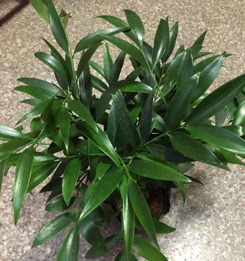 平安竹怎么养？养殖过程中需要注意什么？