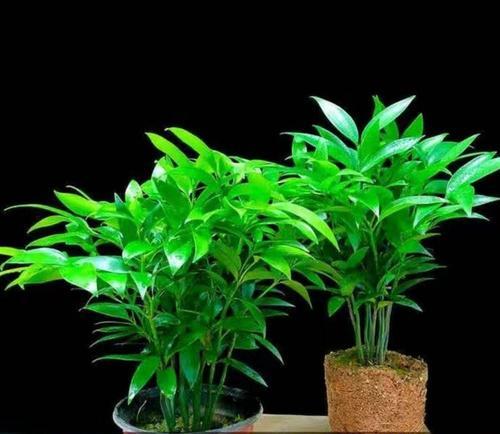 平安竹怎么养？养殖过程中需要注意什么？