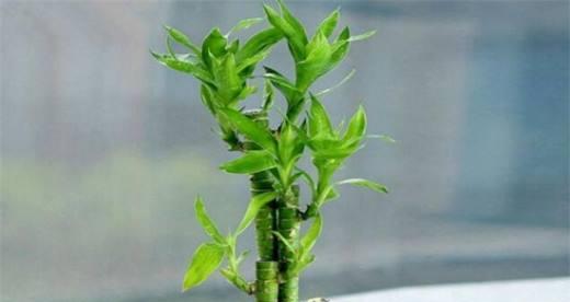 平安竹怎么养？养殖过程中需要注意什么？