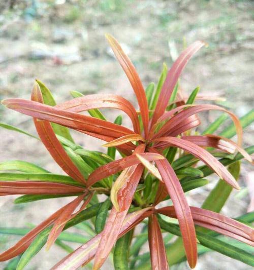 探寻罗汉松之奥秘（罗汉松）