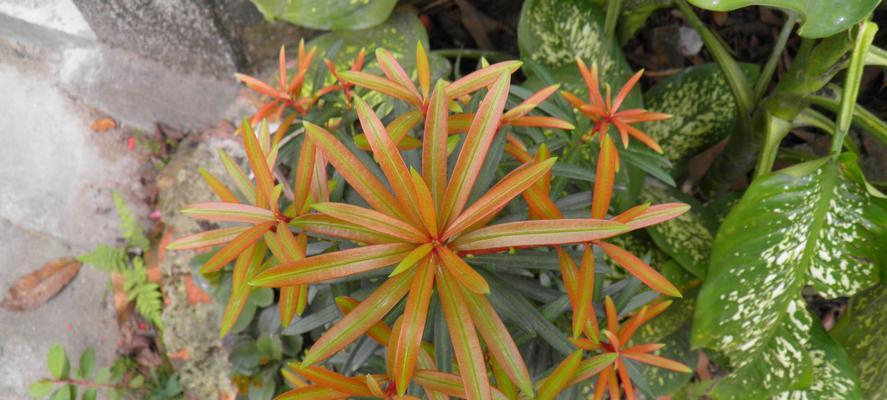 探寻罗汉松之奥秘（罗汉松）