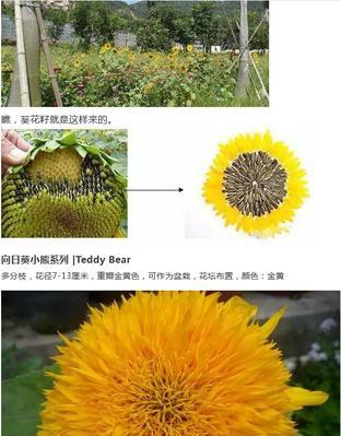 矮向日葵开花周期是多久？如何促进其开花？