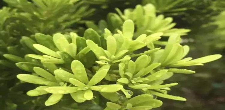 探寻罗汉松之奥秘（罗汉松）