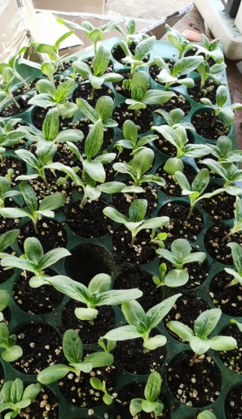 矮向日葵开花周期是多久？如何促进其开花？