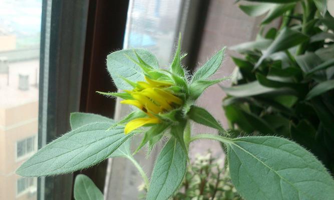 矮向日葵开花周期是多久？如何促进其开花？